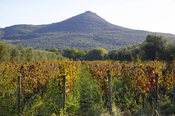 Vineyard Olive Wood Landscape Rolling Hills Tuscan Vineyards Chianti Wine — Stock Photo, Image