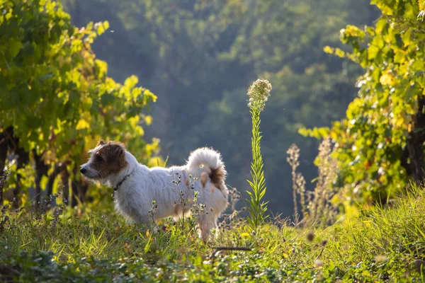 Tuscany Italy Dog Walking Vineyard Meadows Peaceful Beautiful Background Photo — Stock Photo, Image