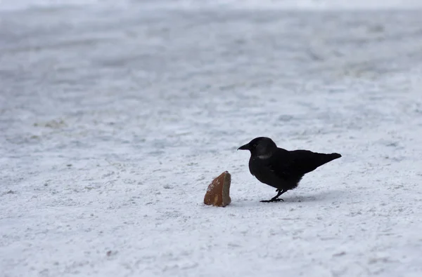 Raven z kawałkiem chleba, na śniegu — Zdjęcie stockowe