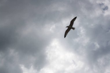 Tek başına bir martı yüksek oranda yükseliyor.