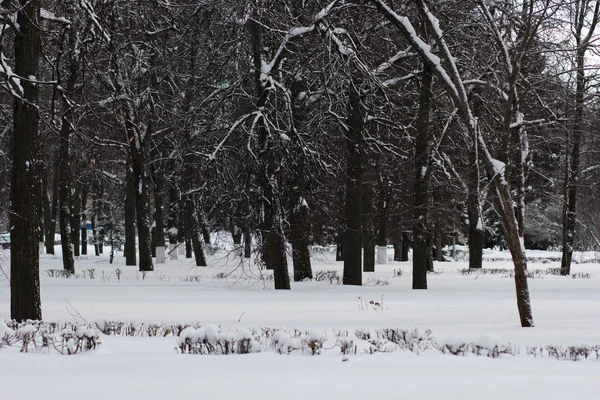 Frozen Trees Winter Forest — Stock Photo, Image