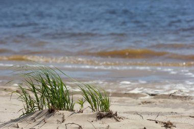 Nehir kıyısında kum üzerinde büyüyen yeşil çim