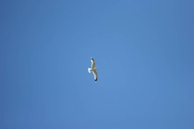 Mavi gökyüzünde yüksek bir yükselen bir martı