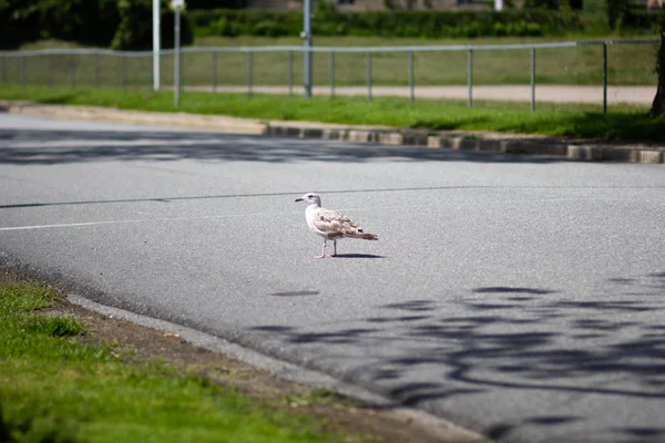 One seagull in the middle of the road in summer