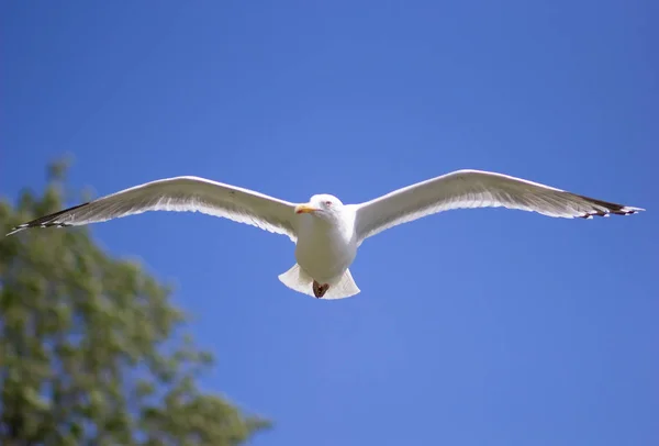 Gros plan mouette s'envole fortement dans le ciel bleu — Photo