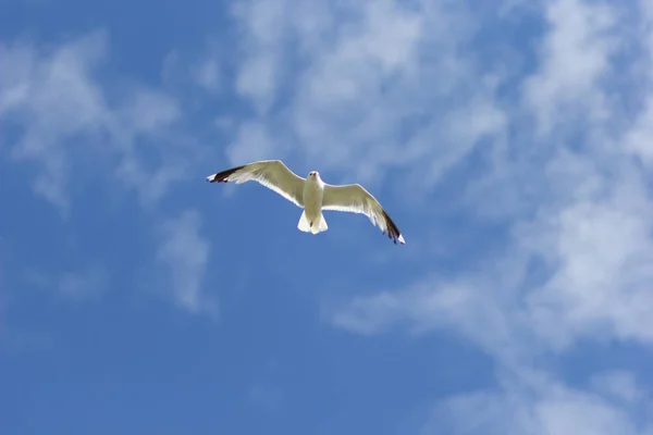 Uma gaivota voando altamente no céu azul — Fotografia de Stock