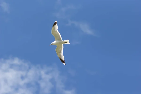 Uma gaivota voando altamente no céu azul — Fotografia de Stock