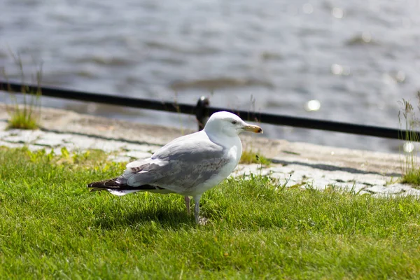 Una gaviota de pie sobre la hierba verde a orillas del río —  Fotos de Stock