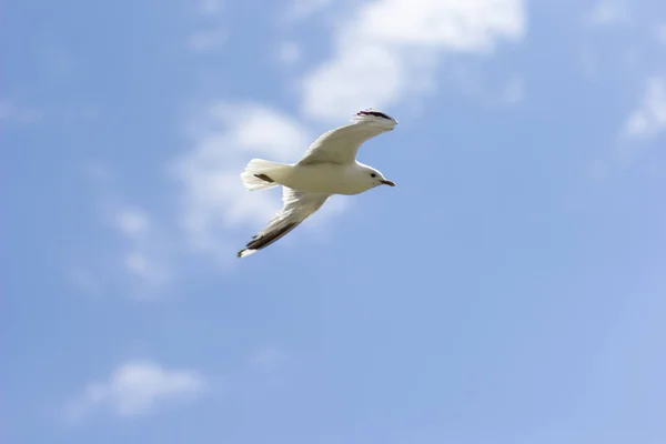 Uma gaivota voando altamente no céu azul — Fotografia de Stock