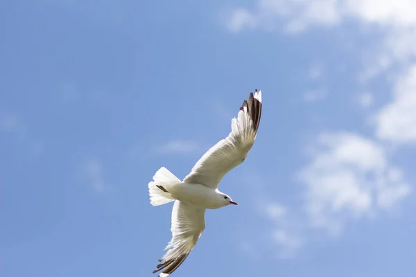 Uma gaivota voando altamente no céu azul — Fotografia de Stock