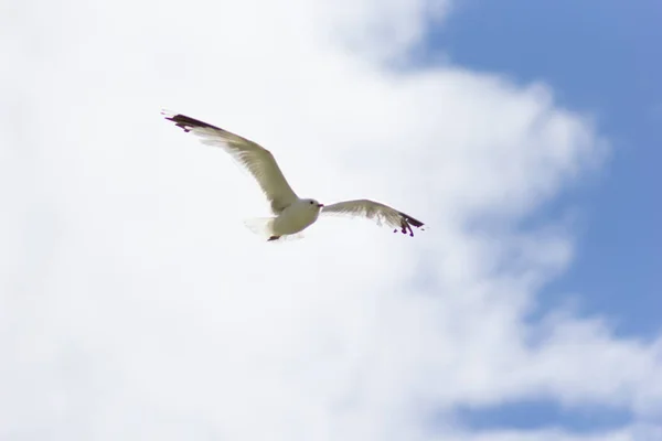 Uma gaivota voando altamente no céu azul — Fotografia de Stock