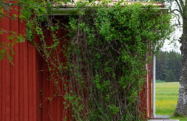 sarmaşık kaplı duvarlar ve kırmızı ahşap evin çatı sarılmış