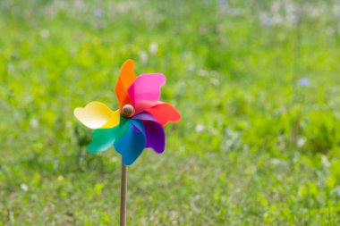 Çekimsol tarafında renkli pinweel