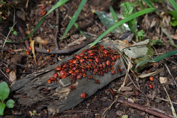 나무 줄기에 pyrrhocoris apterus 또는 방화의 식민지 — 스톡 사진