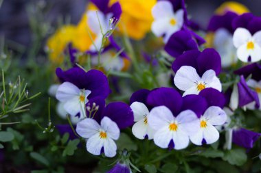 Mavi ve beyaz Viola üzerinde flowerbed yaz parkında