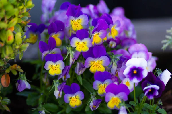 Viola azul y amarilla en macizo de flores en el parque de verano —  Fotos de Stock