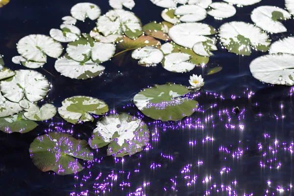 Näckrosor i ganska sjö med ljusreflektioner i sommar parken — Stockfoto