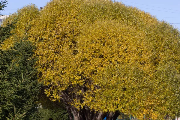 Yellow crown of tree in the autumn park — Stock Photo, Image