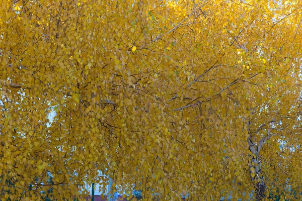 Coroa amarela de bétula no parque de outono — Fotografia de Stock