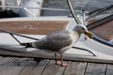 Büyük martı gagabir şey ile tekne nin yanındaki iskelede duruyor