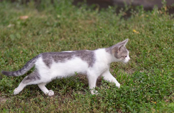 Вулична кішка, що йде по траві в літньому парку — стокове фото