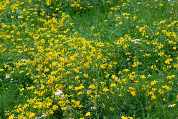 Flores silvestres amarillas y blancas en el prado en el bosque de verano —  Fotos de Stock