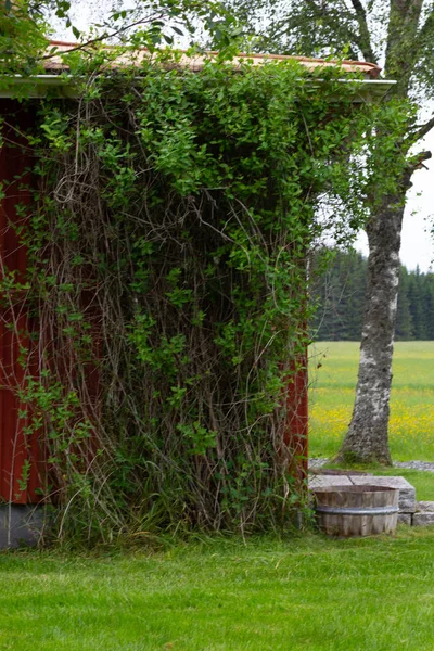 Yeşil çim üzerinde sarmaşık ile Kırmızı yazlık