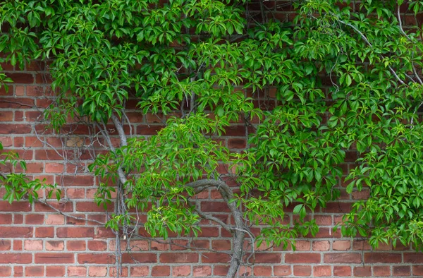 Hiedra verde creciendo en la pared de ladrillo rojo — Foto de Stock