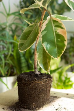 Root of ficus on table before repotting clipart