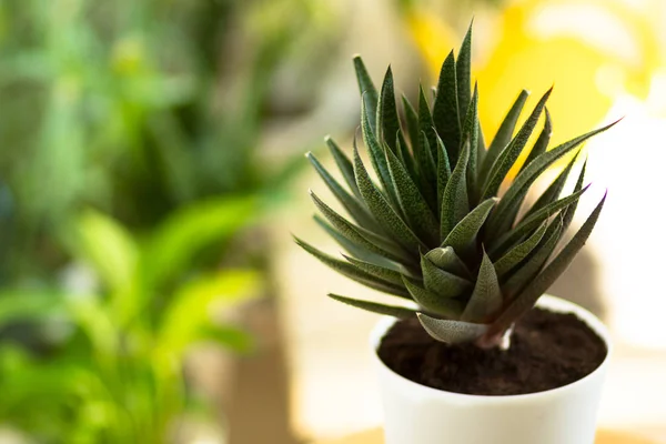 Foglie di pianta di aloe in vaso su sfondo colorato — Foto Stock