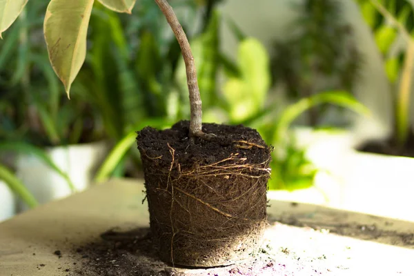 Root of ficus on table before repotting — Stock Photo, Image