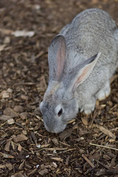 Cute gray rabbit eating dry wood chips — Stock Photo, Image