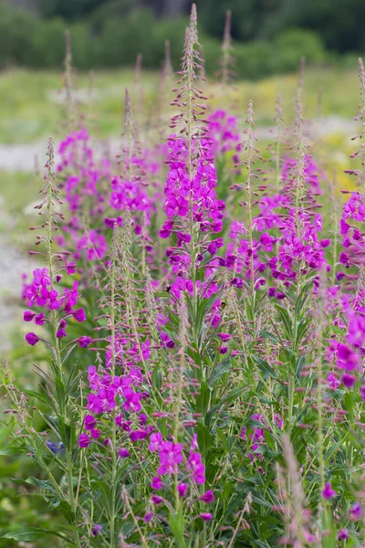 Bushes of willowherb on geen field in the summer time — Stok Foto