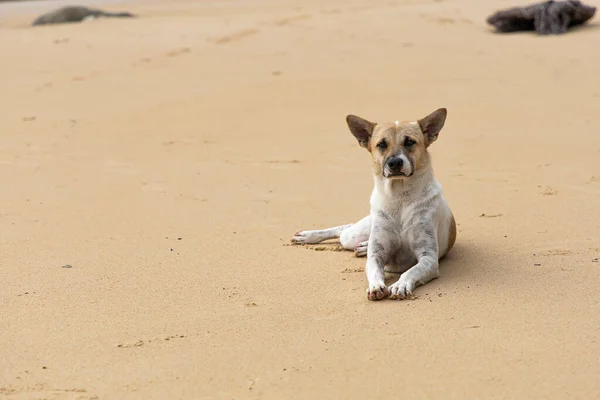 Kahverengi kumsalda evsiz bir köpek. Evsiz köpek kumsalda dinleniyor..