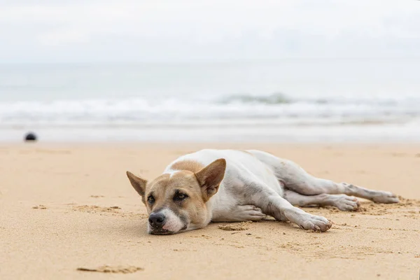 Kahverengi kumsalda evsiz bir köpek. Evsiz köpek kumsalda dinleniyor..