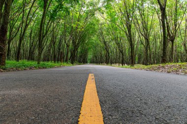 Yağmur mevsiminde kauçuk ağaçtan geçen yol. Manzara resmi.