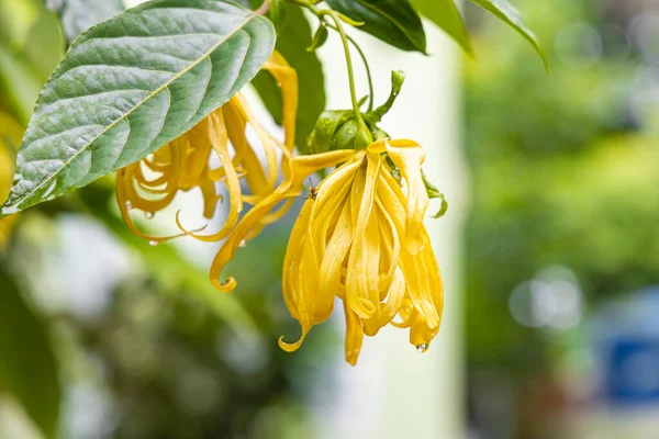 Close Van Cananga Odorata Bloem Met Het Blad Regen — Stockfoto