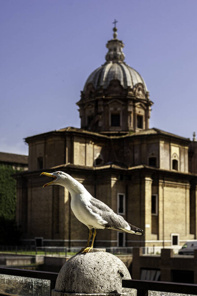 Seagull screaming in city of Roma, Italy. Old Roma background. Architecture of old city.