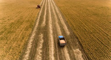 Buğday tarlasını hasat etmek için biçme makinesi. Buğday tarlasını hasat eden tarım makinesini birleştirin.. 