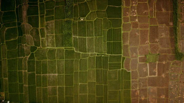 Aerial View Rice Field Terrace Bali Indonesia — Stock Photo, Image