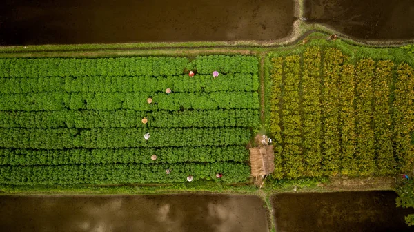 Aerial View Rice Field Terrace Bali Indonesia — Stock Photo, Image