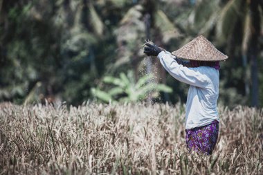 Bali güzel pirinç alanı ve onların çalışkan insanlar, Bali, Endonezya