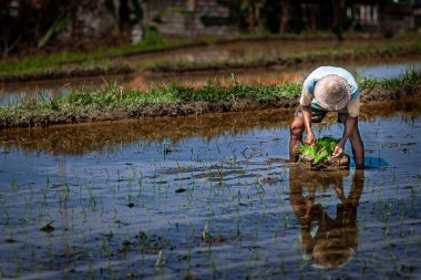 Bali güzel pirinç alanı ve onların çalışkan insanlar, Bali, Endonezya