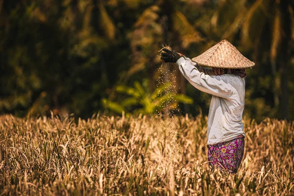 Bali güzel pirinç alanı ve onların çalışkan insanlar, Bali, Endonezya