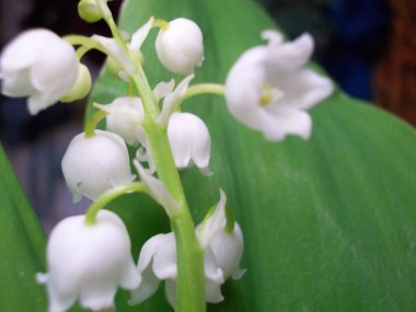 El, iş, Hediyelik, dekorasyon, broş, hediye hediye, bir kadın, sevgili, yıldönümü, xbrooch, işlemeli, mevcut, dekorasyon, hediye, için favori, kadın