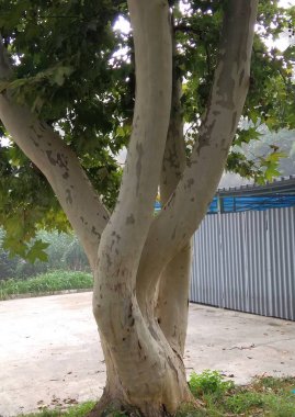 El, iş, Hediyelik, dekorasyon, broş, hediye hediye, bir kadın, sevgili, yıldönümü, xbrooch, işlemeli, mevcut, dekorasyon, hediye, için favori, kadın