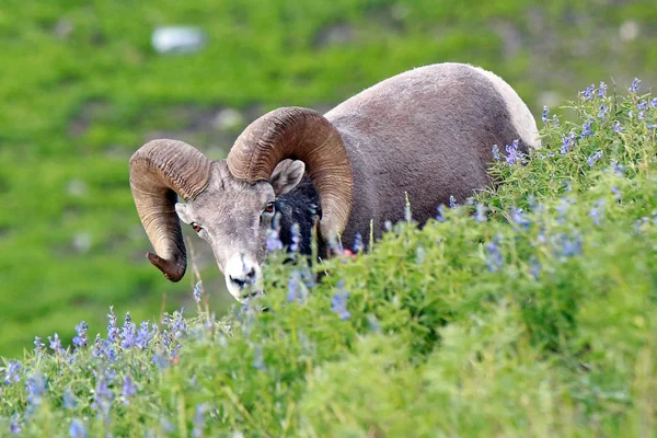 Bighorn sheep ram in a wildflower meadow, Utah, USA