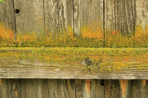 Old wooden barn wood wall background