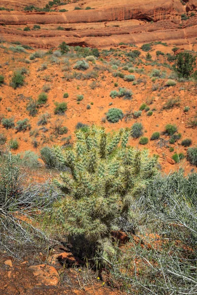 Desert cactus with a sunrise cliff, Arizona, USA