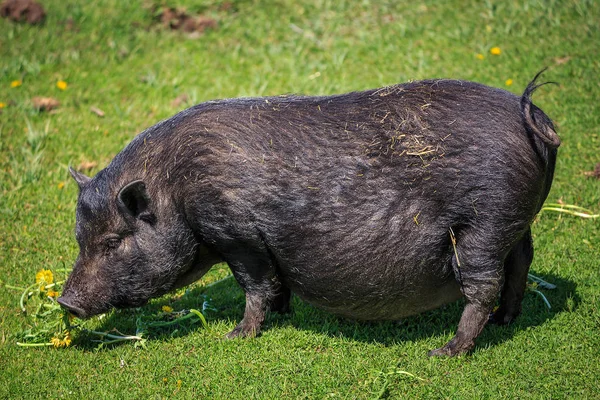 Black  pig in a field, close up